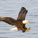 عقاب سر سفید