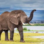 فیل آفریقایی