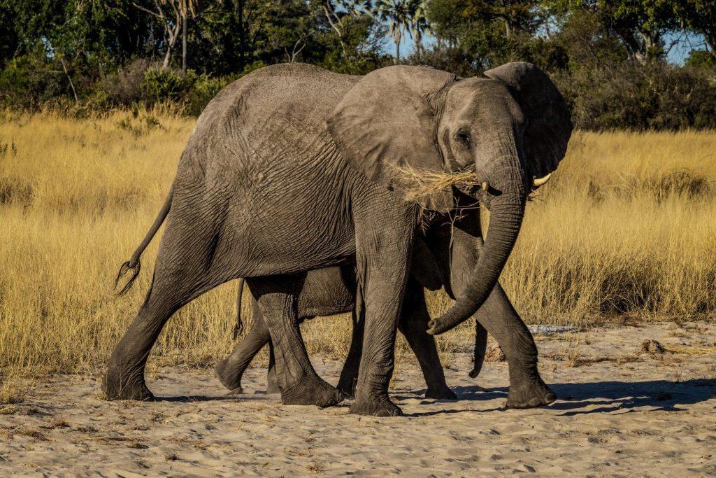 فیل آفریقایی