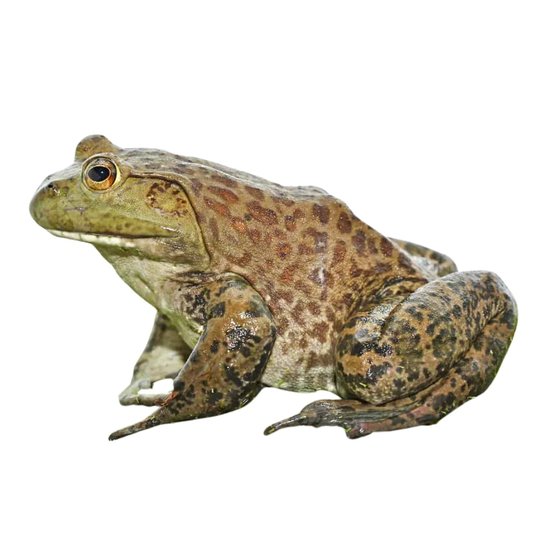 غورباقه امریکایی