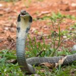 کینگ کبرا - مار کبرا