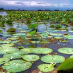 تالاب انزلی؛ خانه پرندگان مهاجر و اکوسیستم بینظیر گیلان