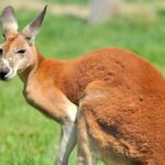 کانگرو