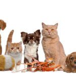 نمایشگاه حیوانات خانگی لاس وگاس SuperZoo 2025