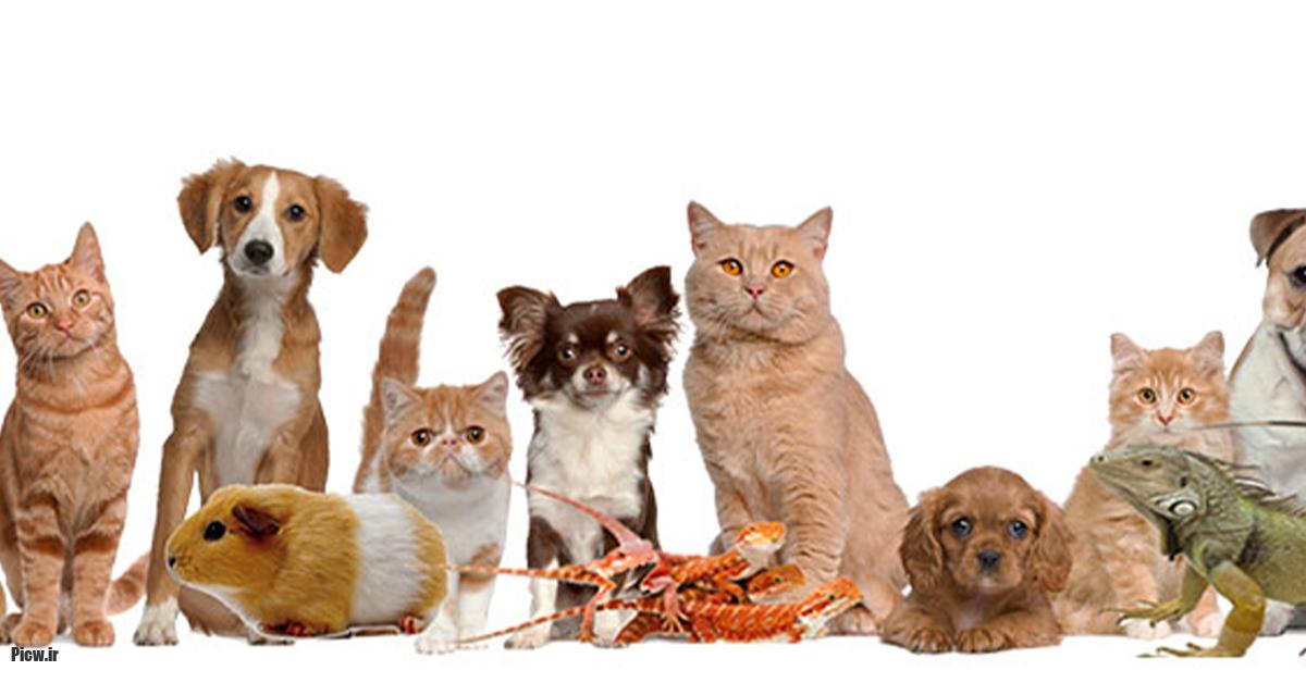 نمایشگاه حیوانات خانگی لاس وگاس SuperZoo 2025