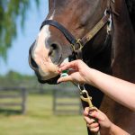 مراقبت‌های پزشکی از اسب