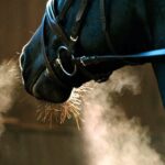 بیماریهای رایج در اسبها