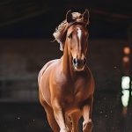 تأثیر اسب بر فرهنگهای محلی