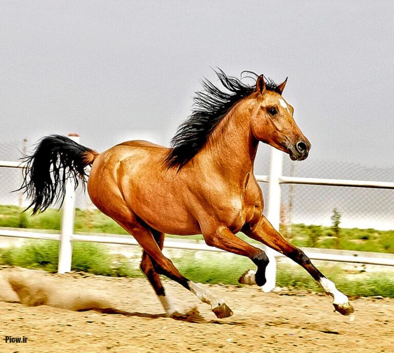 اسب‌های ایرانی