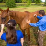 طول عمر اسب