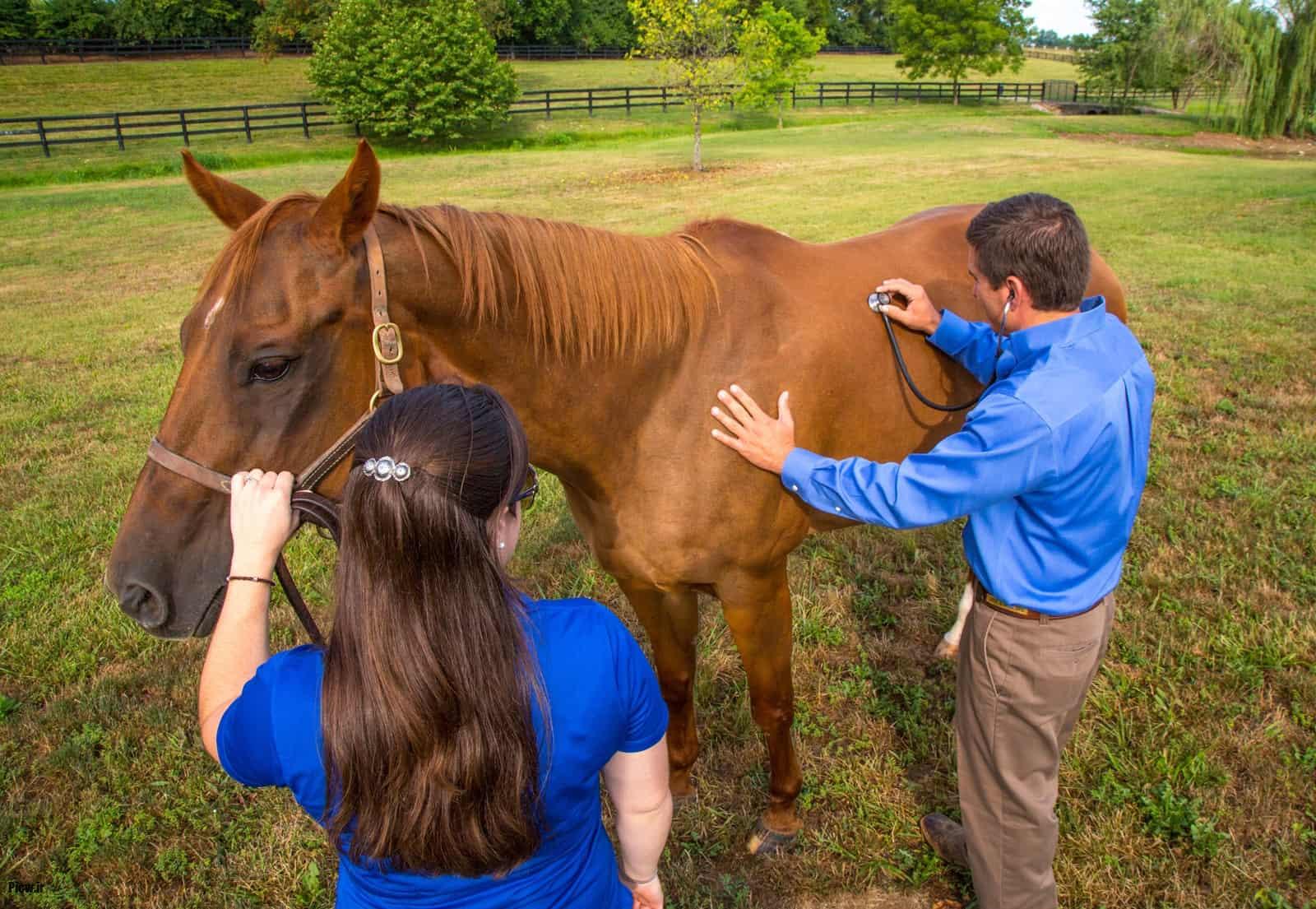طول عمر اسب