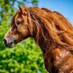 بزرگ‌ترین اسب‌های تاریخ