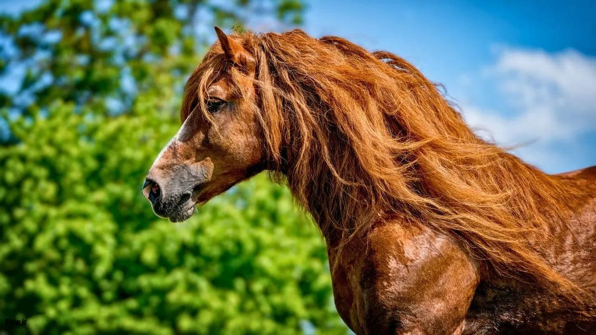 بزرگ‌ترین اسب‌های تاریخ