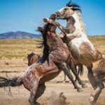 اسب‌های وحشی و آزاد