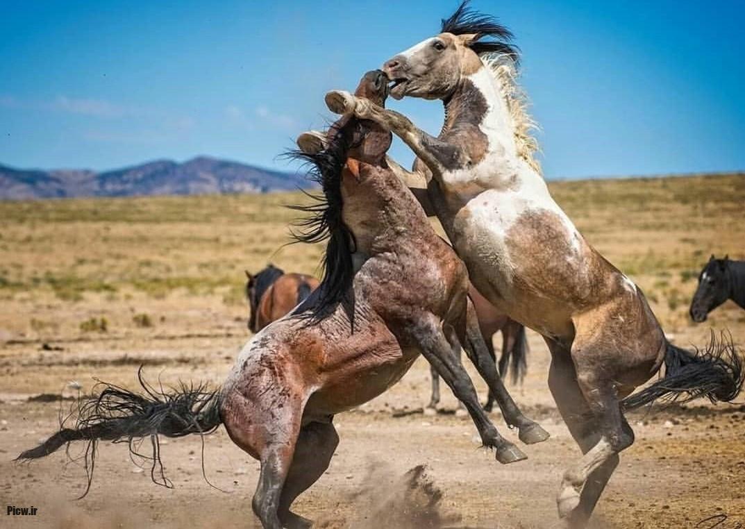 اسب‌های وحشی و آزاد