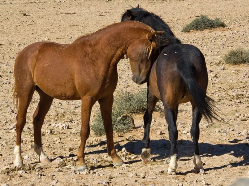 اسب‌های وحشی و آزاد