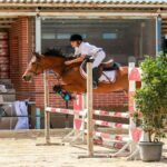 تربیت و آموزش اسب