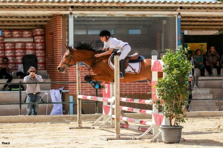 تربیت و آموزش اسب