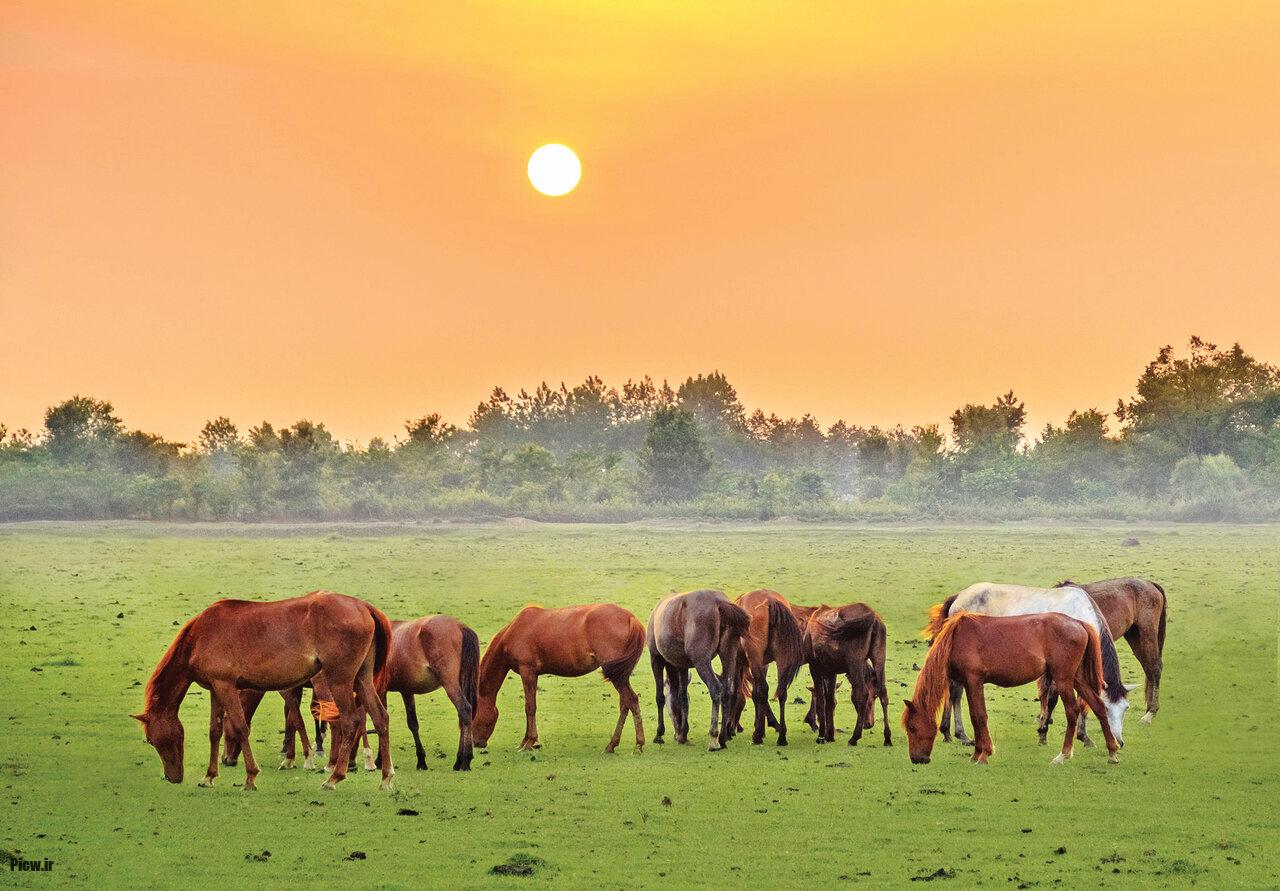 زندگی روزمره اسب‌ها
