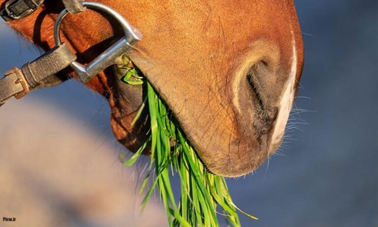 غذای اسب ها