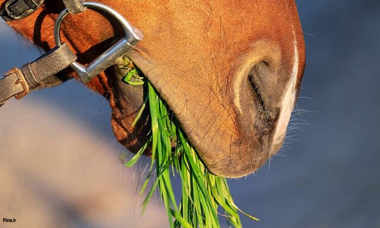 غذای اسب ها