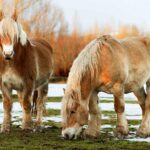کوچک‌ترین نژادهای اسب جهان