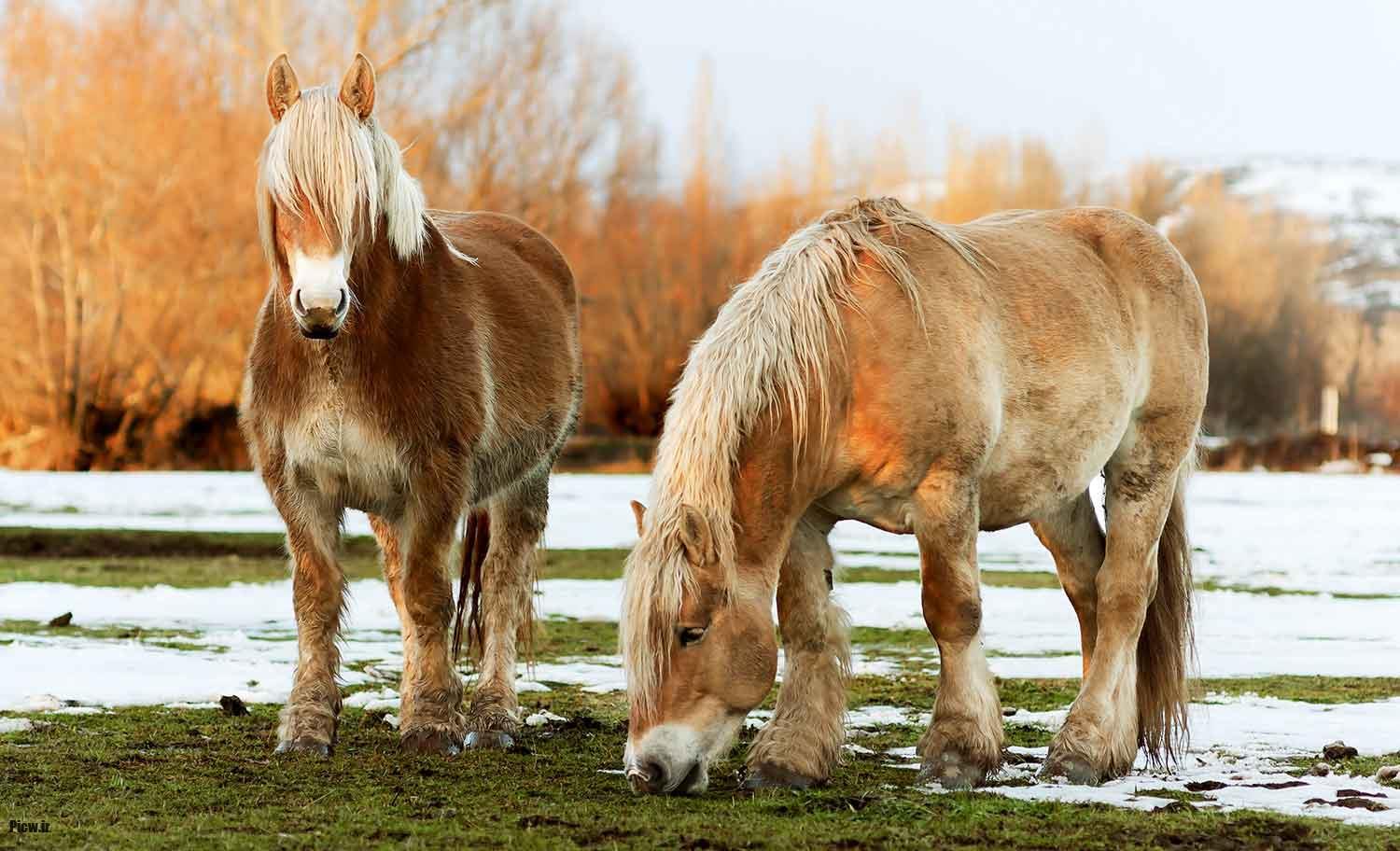 کوچک‌ترین نژادهای اسب جهان
