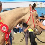 جشنواره اسب