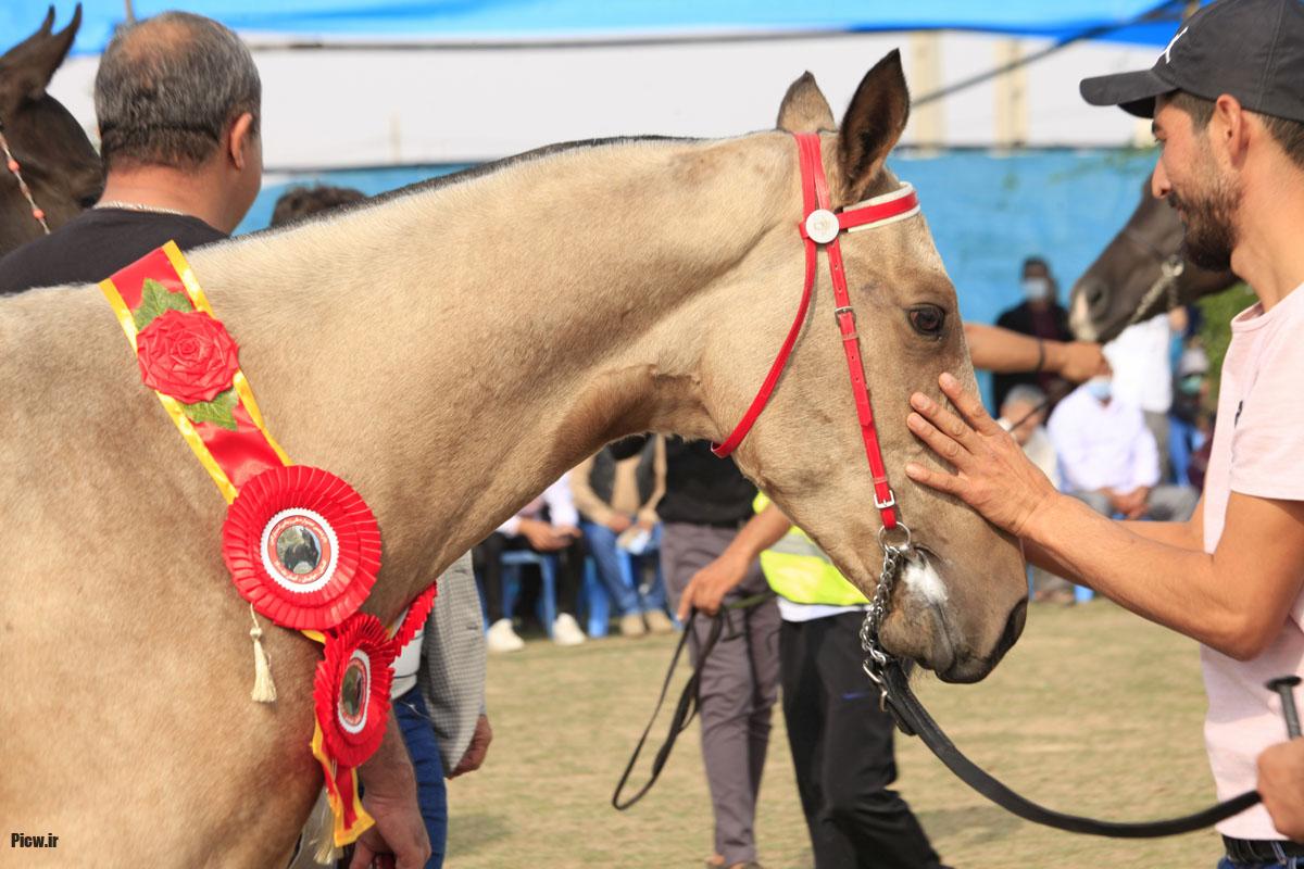 جشنواره اسب