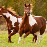 رنگ اسب‌ها و نکات مهم درباره آن‌ها