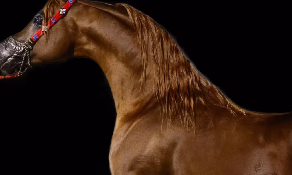 نژادهای معروف اسب