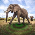 صدای فیل ها