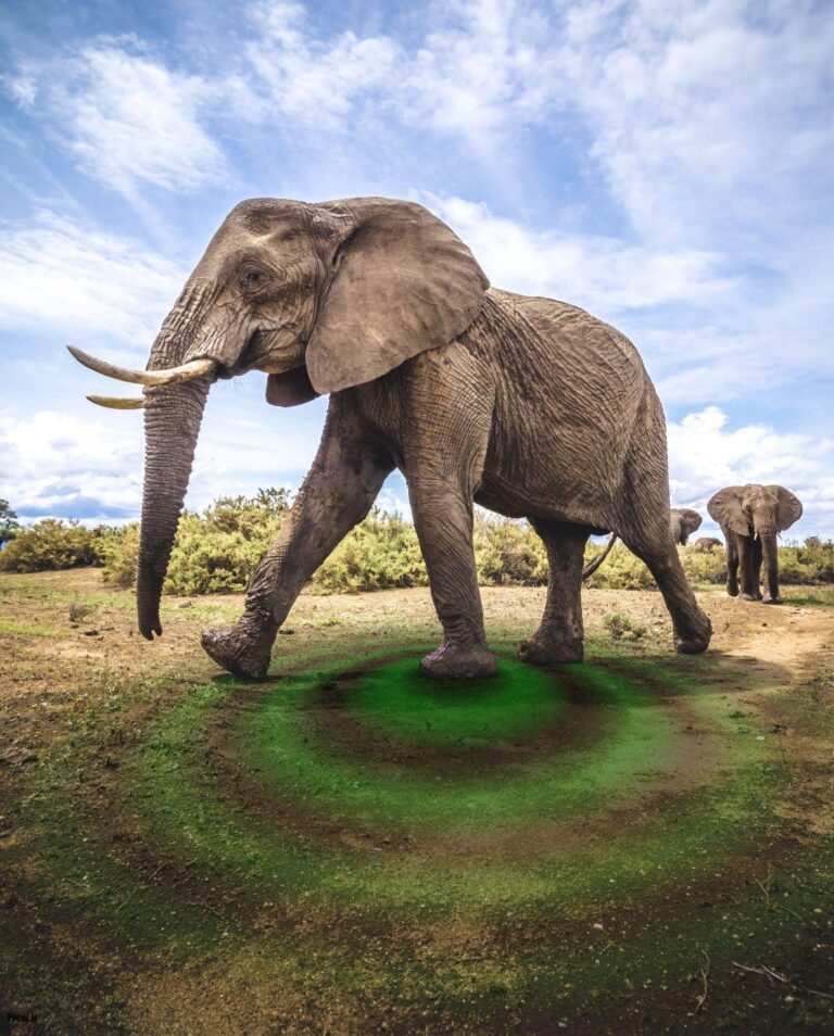 صدای فیل ها