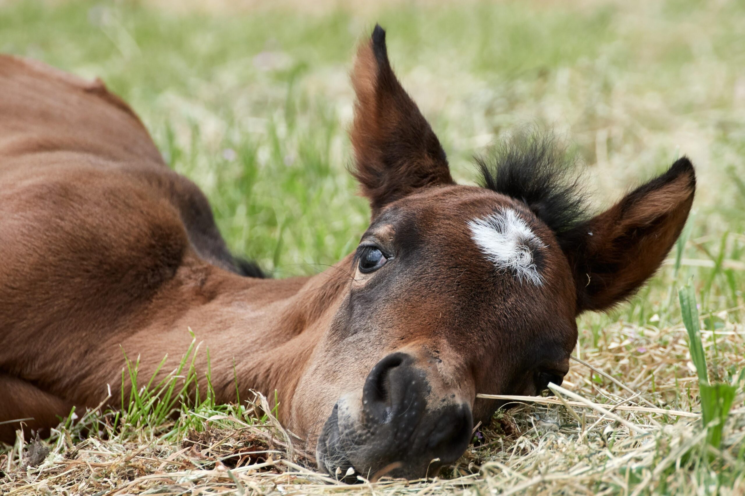 تولیدمثل اسبها