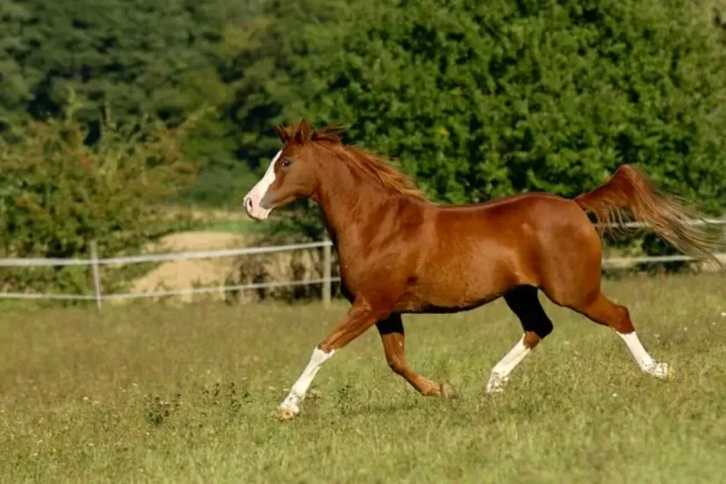 زندگی روزمره اسب‌ها