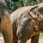 تأثیر جمعیت انسانی بر فیلها