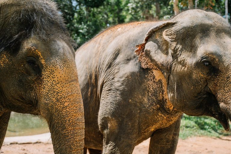 تأثیر جمعیت انسانی بر فیل‌ها