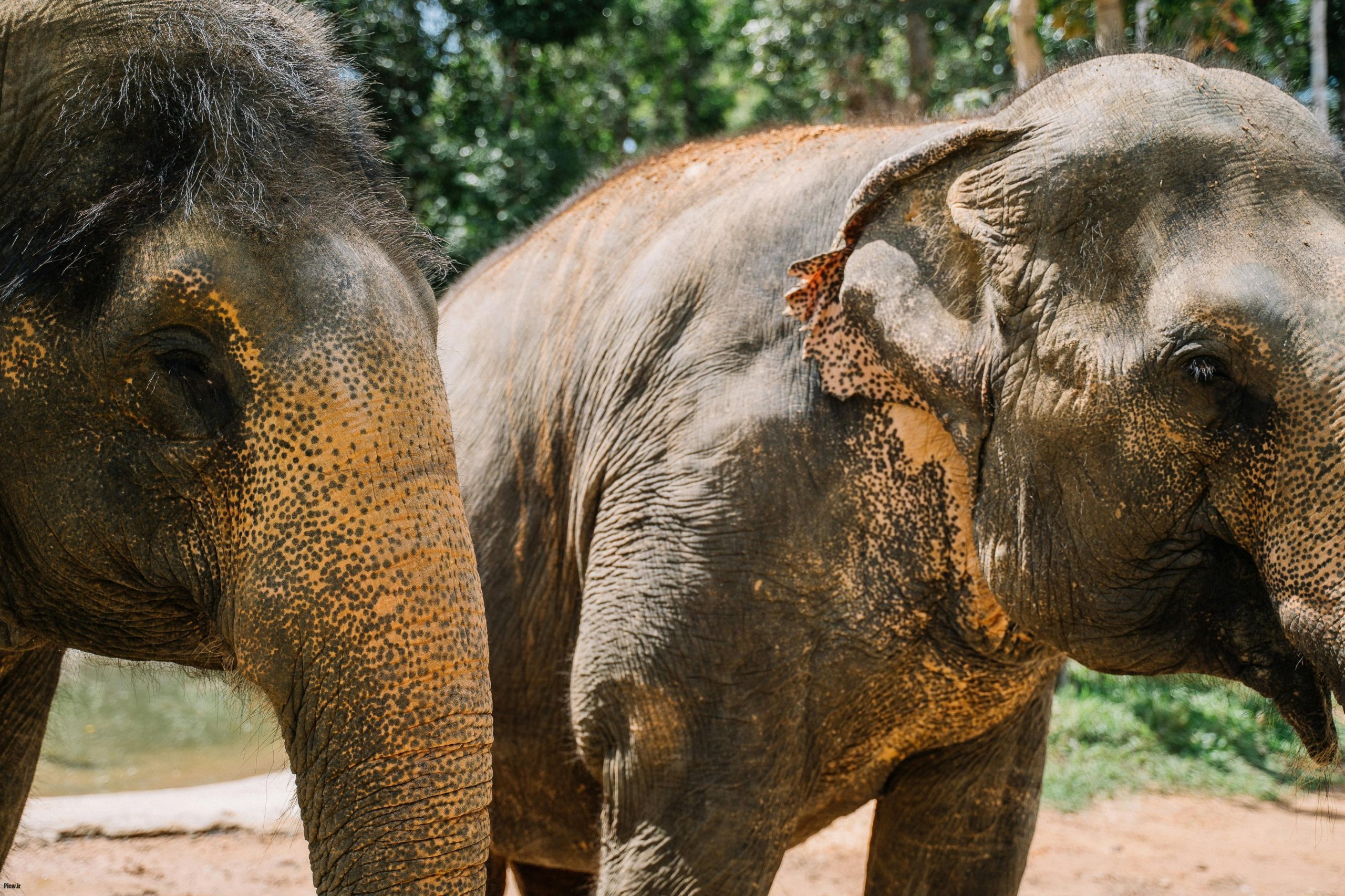 تأثیر جمعیت انسانی بر فیل‌ها