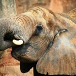 خاطرات مسافران از فیل‌ها