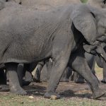 رفتارهای اجتماعی فیل‌ها