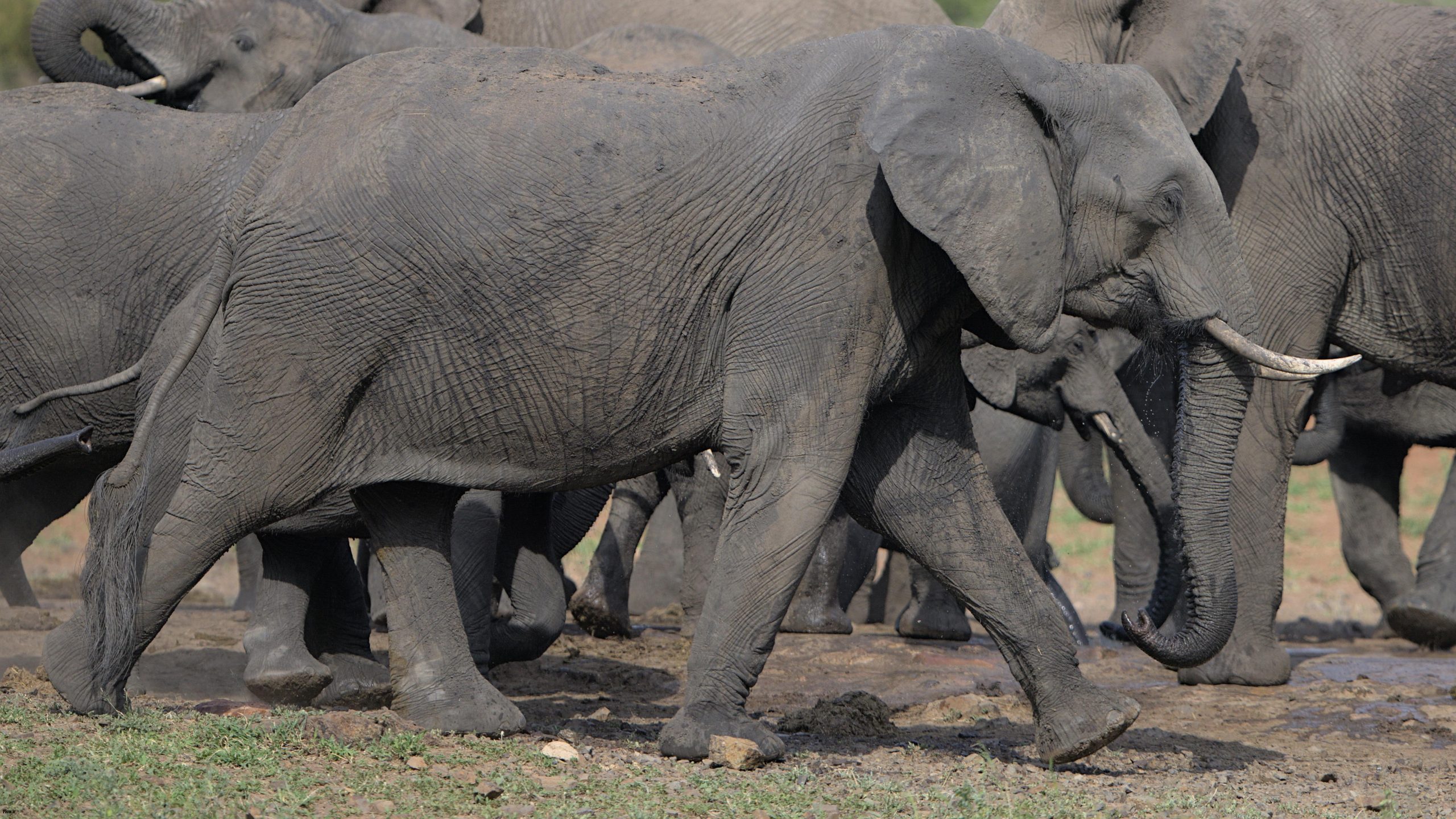 رفتارهای اجتماعی فیلها