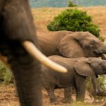 رازهای طول عمر فیلها