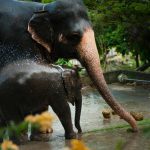 فیلها و خانوادههایشان