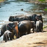 الگوهای زندگی فیلهای وحشی