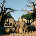 ساختار مغز فیلها