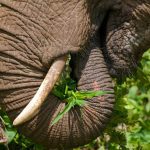 تغذیه فیل‌ها در حیات وحش