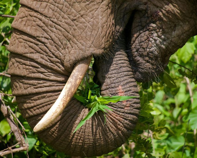 تغذیه فیلها در حیات وحش