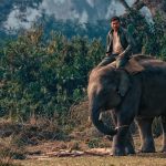 رفتار فیل‌ها در هنگام خشکسالی