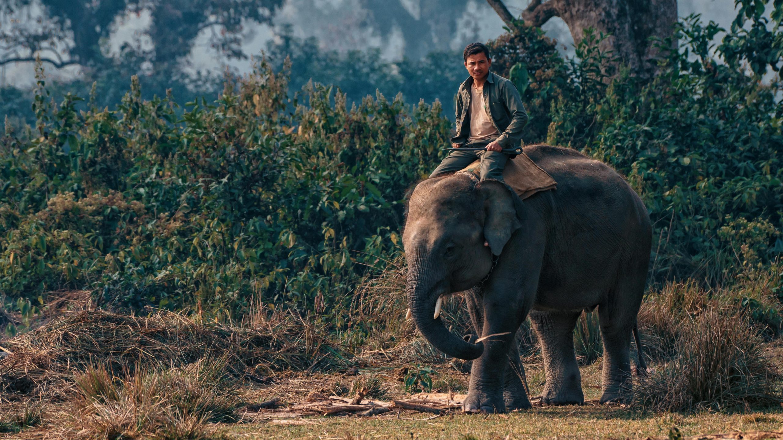 رفتار فیلها در هنگام خشکسالی