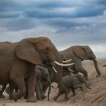 زندگی نوزاد فیل‌ها